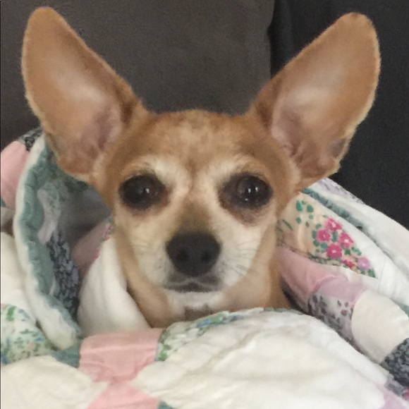 Nicole 🎉💕 POSH AMBASSADOR 💕🎉 - Picture 5 of 8